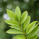 Foglia verde stilizzata
